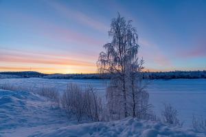 a tree in a snowy field with the sunset in the background at Riverhouse studio in Ivalo