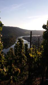 Afbeelding uit fotogalerij van Gästehaus-Weingut Michael Scholer in Schleich