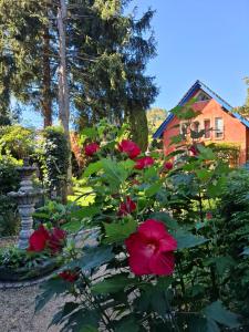 Ein Busch mit roten Blüten, im Hintergrund ein Haus in der Unterkunft La Paz in Schwielowsee