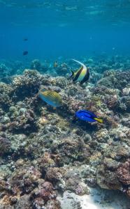 a group of fish swimming over a coral reef at La Gautch Bungalow in Nusa Lembongan