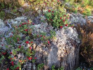 Paesaggio naturale nelle vicinanze dell'affittacamere