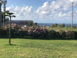 a field with pink flowers and a tree in the grass at La Cantina in Ventotene