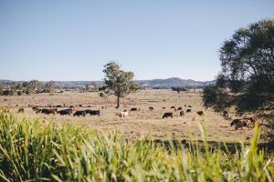 a herd of cows grazing in a field at Camden Valley Inn in Camden