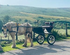 a horse pulling a carriage on the side of a road at Quarrymen's Arms in Nant-y-bwch