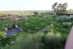 an overhead view of a garden with tall grass and weeds at Ait Mouli Agdal Retreat in Douar Debra