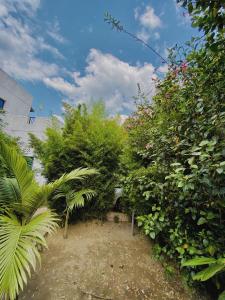 a garden with bushes and trees and a sky at The gorilla hideout in Ruhengeri