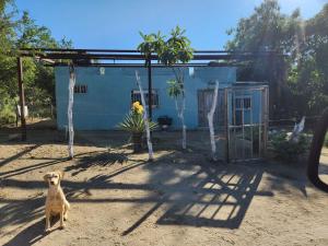 a dog sitting in front of a house at Casa Rancho in El Ranchito