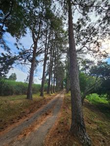a dirt road through a forest with trees at Cabana Rota do Vinho in São Roque
