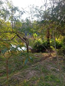 a tree in the middle of a forest at Chom Suan Farmstay in Ko Kood +36 photos
