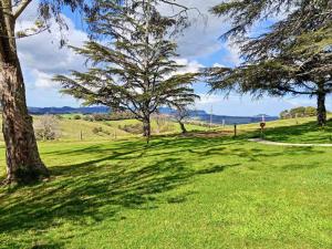 a tree casts a shadow on a grassy field at Fernbrook Lodge in Dorrigo +12 photos