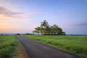 a road in the middle of a field with a palm tree at Golden Breeze Bekal in Bedadka