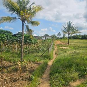 a dirt road in a field with a palm tree at Casalola in Mombasa
