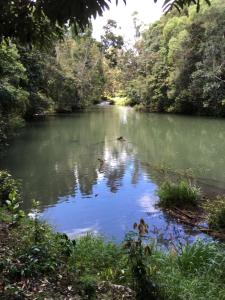 a river with two ducks swimming in the water at Figtree Getaway in Malanda