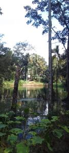 a body of water with trees and plants at Lakeview since 1963 in Pilawala