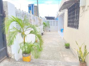 a palm tree in a pot on the side of a building at The Nest Haven Hostel in Dar es Salaam
