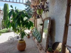 a mirror and potted plants next to a wall at Le Clos de Saint Amour in Montauban