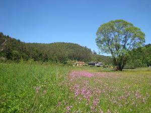 a field of flowers with a house in the background at Café-Pension Krems in Waischenfeld