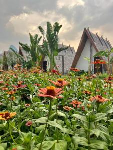 a field of flowers in front of a building at Vangvieng Angsavanh Resort in Vang Vieng +128 photos