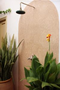 Fotografie z fotogalerie ubytování Tifawin Home And Garden v destinaci Mirleft