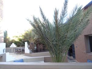 a plant in a planter next to a building at PALM'SKOURA in Skoura