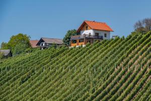 a house on a hill next to a vineyard at Vineyard cottage Mehak in Telče +5 photos