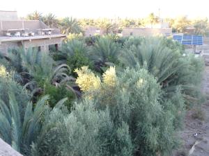 a garden with green plants and yellow flowers at PALM'SKOURA in Skoura