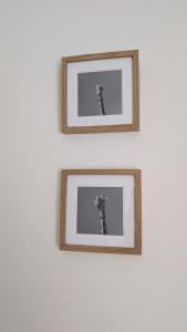 two framed pictures of a plant on a wall at Casa Trastévere in San Juan de los Terreros +35 photos