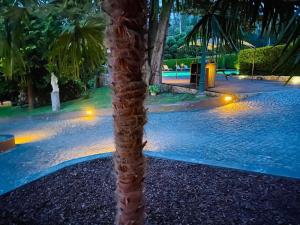 a palm tree in front of a swimming pool at night at Villas do monte in Guimarães