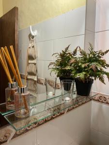a glass counter with potted plants on it at Santa Maria Hotel in Santa María +33 photos