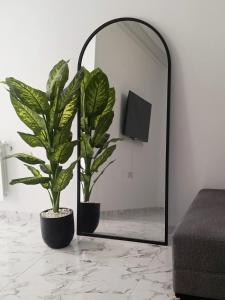 a mirror with two plants in a living room at modern apartment in Akouda +5 photos