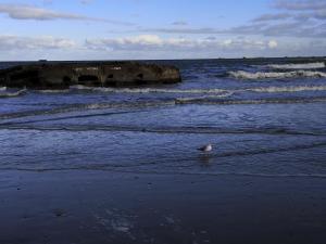 a bird standing on the beach near the ocean at Gîte La Buhennerie 2 personnes in Longues-sur-Mer