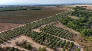 an aerial view of a plantation of trees at Lodges en pleine nature in Riez