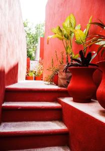 a set of stairs with potted plants on them at C 33 Hospedaje Valladolid in Valladolid