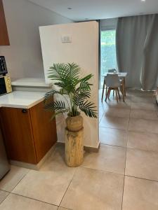 a potted plant sitting in the corner of a kitchen at Aires Almafuerte in Saladillo