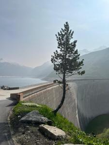 a tree on the side of a wall next to a dam at Hospezi Santa Maria in Platta