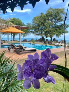 a purple flower in front of a swimming pool at Baan Laem Noi Villa's in Mae Nam