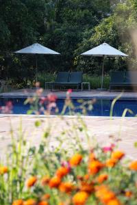 a swimming pool with two umbrellas and some flowers at Ranthambhore Aangan in Khilchipur