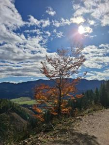 a tree on the side of a dirt road at Sterisches Daham in Aflenz Kurort +6 photos