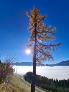 a pine tree in the middle of a fog covered field at Sterisches Daham in Aflenz Kurort