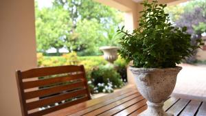 a plant in a vase sitting on a wooden table at Lamor Guest House in Middelburg +108 photos