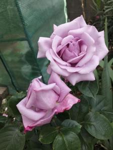 a group of pink roses on a plant at bords de loire in Saint-Sébastien-sur-Loire