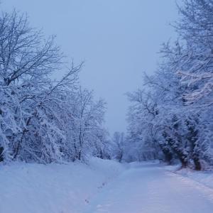 a snow covered road with trees on it at Pensión Palomos in San Xoán de Río