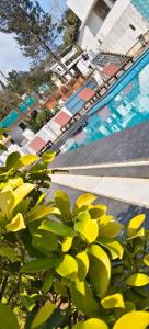 a plant with yellow leaves next to a swimming pool at Mount Coco Resort Yercaud in Yercaud
