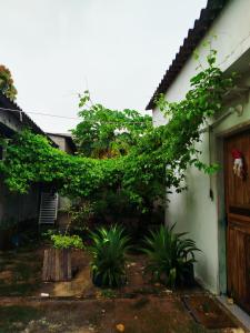 a building with a bunch of green leaves on it at Apto Casa A Simples, Central e Aconchegante in Corumbá