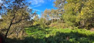 a grassy hill with trees and a blue sky at Bayo - terra essentia in Alge