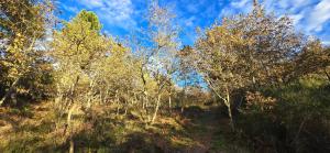 a group of trees on a hill with a blue sky at Bayo - terra essentia in Alge