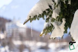 a branch of a tree covered in snow at Hotiday Sestriere Ski Run in Sestriere
