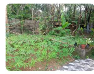 a garden with green plants and a fence at Dream Home in Irimbranallūr