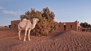 a camel standing in the middle of a desert at Sahara Authentic Berber Camp in Mhamid