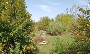 a garden with a picnic table in the middle of trees at Граничар 3 СЪРФА - морската каюта in Granichar